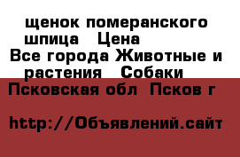 щенок померанского шпица › Цена ­ 45 000 - Все города Животные и растения » Собаки   . Псковская обл.,Псков г.